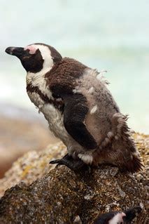 African Penguin (Spheniscus demersus) | This African Penguin… | Flickr