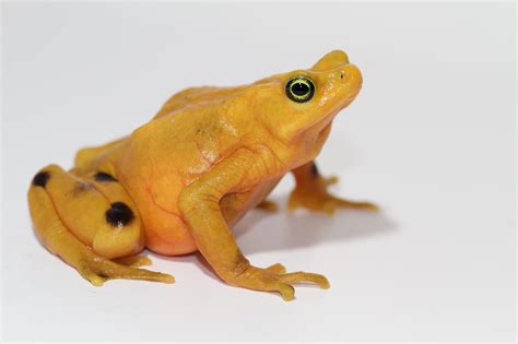 Panamanian Golden Frog | Amphibian Rescue and Conservation Project