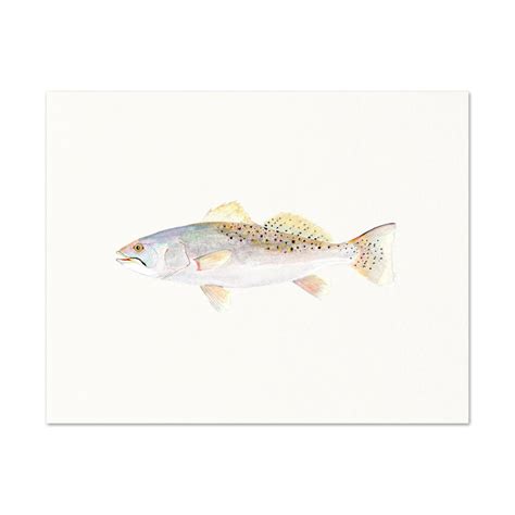 Speckled Trout Watercolor Art Print. Realistic Speckled Trout | Etsy