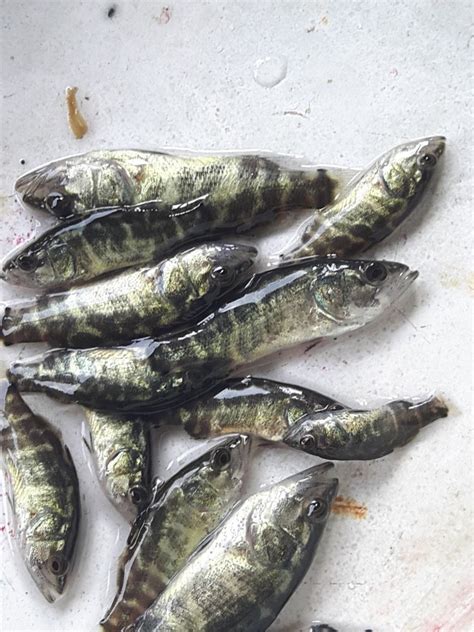 Vetki Fish Fry, 10 Deg C, Packaging Size: 15 mm at Rs 6/piece in Kolkata | ID: 12588904930