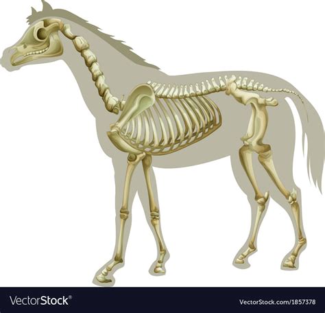 Horse skeleton Royalty Free Vector Image - VectorStock