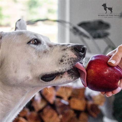 Can Dogs Eat Apples? Everything You Need To Know