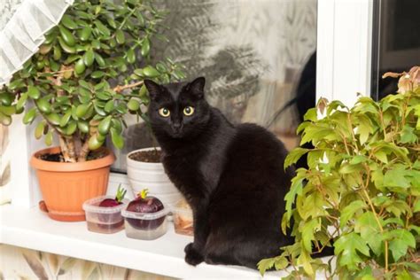 Top 7 Bombay Cat Breeders