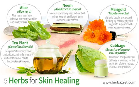 5 Herbs for Skin Healing | Skin healing, Healing herbs, Healing