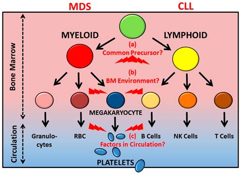 Cancers | Free Full-Text | Bone Marrow Defects and Platelet Function: A ...