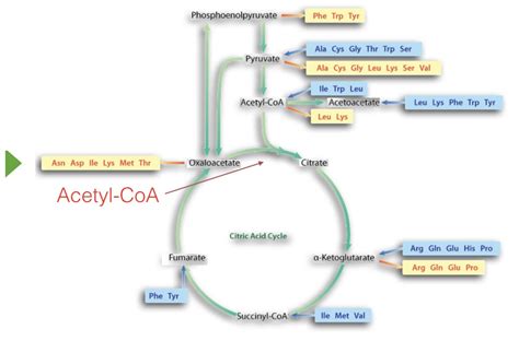 Citrate Cycle