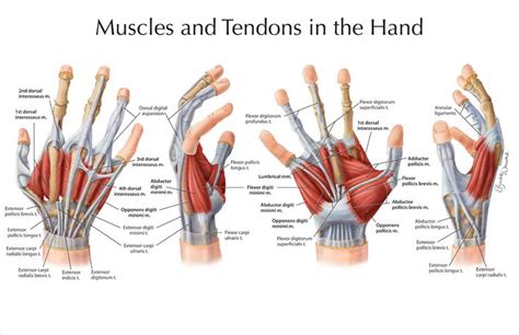 Muscles and Tendons in the hand | Muscles | Pinterest | Other, Fingers ...