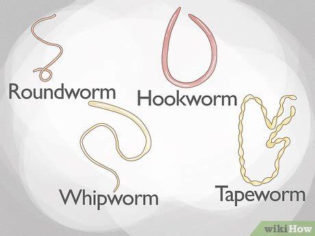 53 Best Photos Roundworm Cat Worms Identify : How To Tell If Your Cat Has Worms Cat Health Care ...