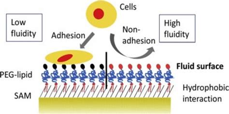 Cell Adhesion - Assignment Point