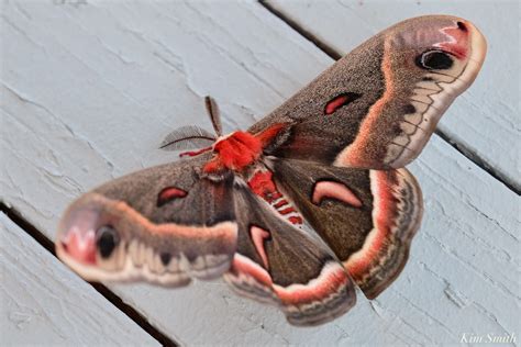 Cecropia Moth Male Giant Silk Moth Male copyright Kim Smith | Kim Smith Films