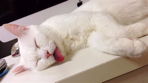 Cat With Ugly Sleeping Face | POPSUGAR Pets