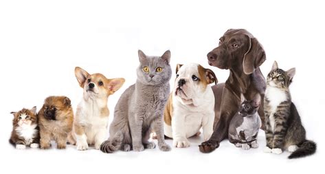 Group of cats and dogs in white background, cat and dog - Weimaraner ...