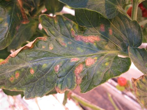 July 22, 2015. Powdery Mildew – Appearing Now | Ohio Veggie Disease News