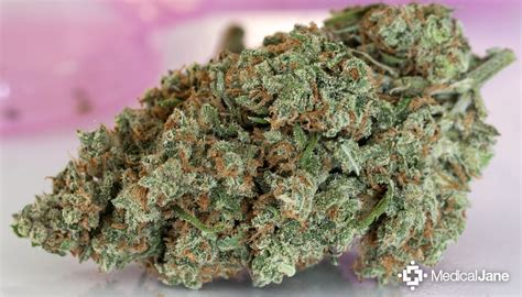 Jack Herer Marijuana Strain (Review)