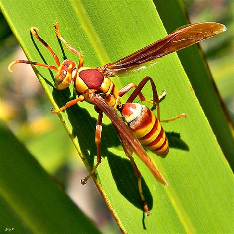 Polistes major (Paper Wasp) | Flickr - Photo Sharing!