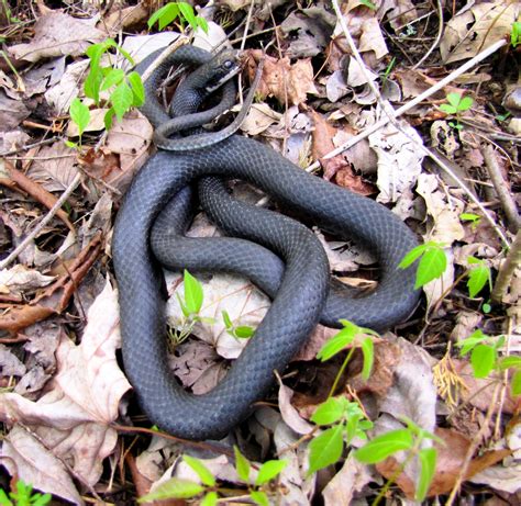 Eastern Ratsnake - Meigs Point Nature Center