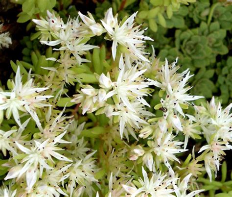 Sedum Dragon's Blood Stonecrop Sedum Spurium Seeds