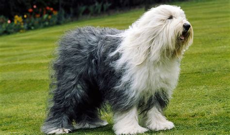 Old English Sheepdog (Bobtail) - Dog Breed Information, Photo, Care, History - Fello.pet