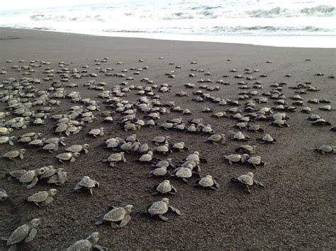 Baby turtles heading to the sea...Monterrico Beach, Guatemala | Playas de Guatemala | Pinterest ...