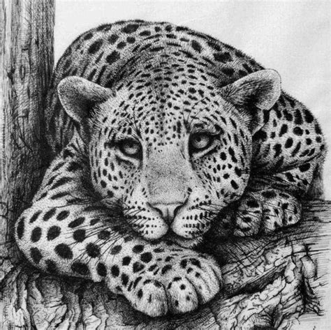 Leopard Pen Drawing By Rens Ink | absolutearts.com