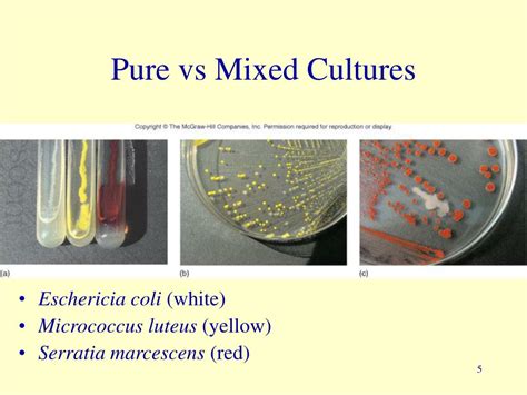 PPT - The 5 I’s of Culturing Microbes PowerPoint Presentation, free download - ID:399047