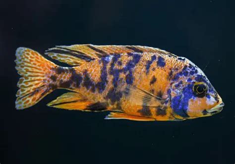 8 Peaceful Cichlids - Non-aggressive choices for a community tank