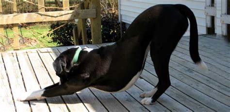 Why do Dogs Stretch all the Time? | Avid Pup