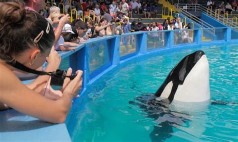 After 50 years of captivity, Tokitae, the oldest orca, has a route to freedom