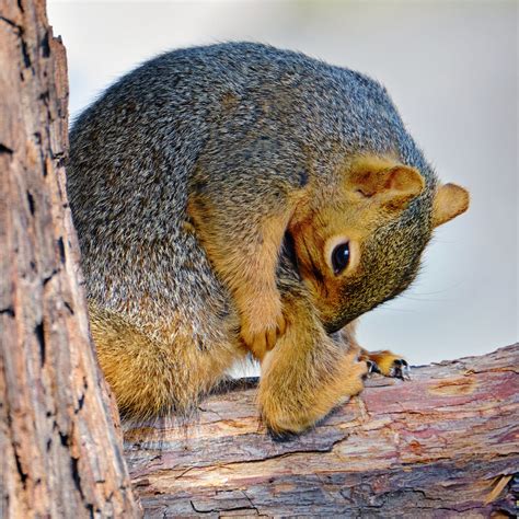 Grooming time | Nutmeg sitting in our redwood tree grooming … | Flickr
