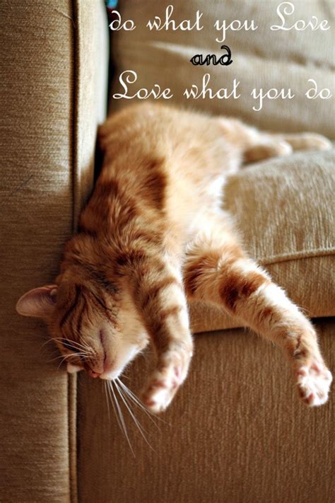 Cat Love Quotes. QuotesGram