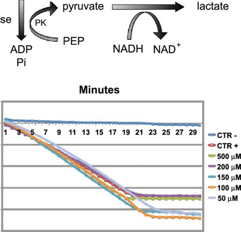 S. aureus gyrase ATPase linked assay. Schematic representation of ...