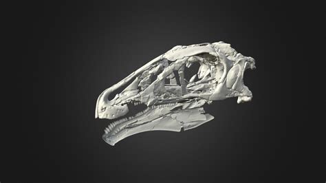 Erlikosaurus andrewsi original preservation - 3D model by slautenschlager [a4c5bb5] - Sketchfab