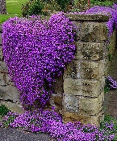 Purple heart | Beautiful gardens, Beautiful flowers, Dream garden