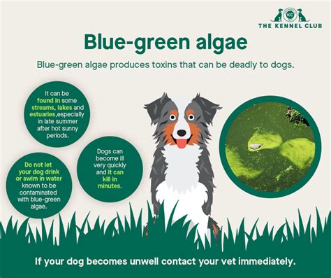 Blue-green algae poisoning in dogs | Petlog