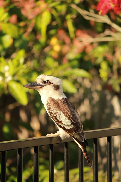 Amazing facts about a kookaburra (With images) | Animals beautiful ...