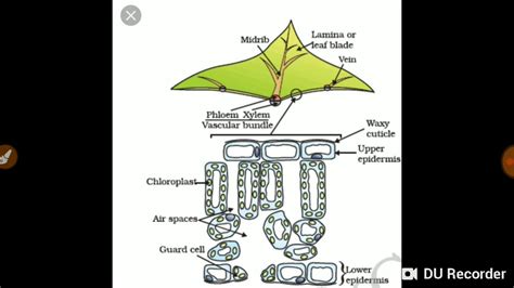 Leaf and photosynthesis . - YouTube