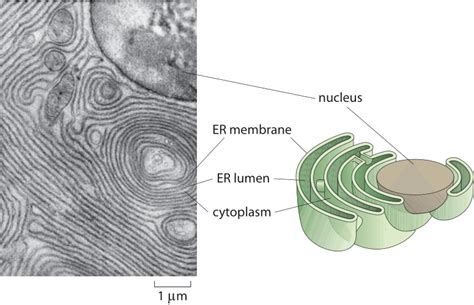 » How big is the endoplasmic reticulum of cells?