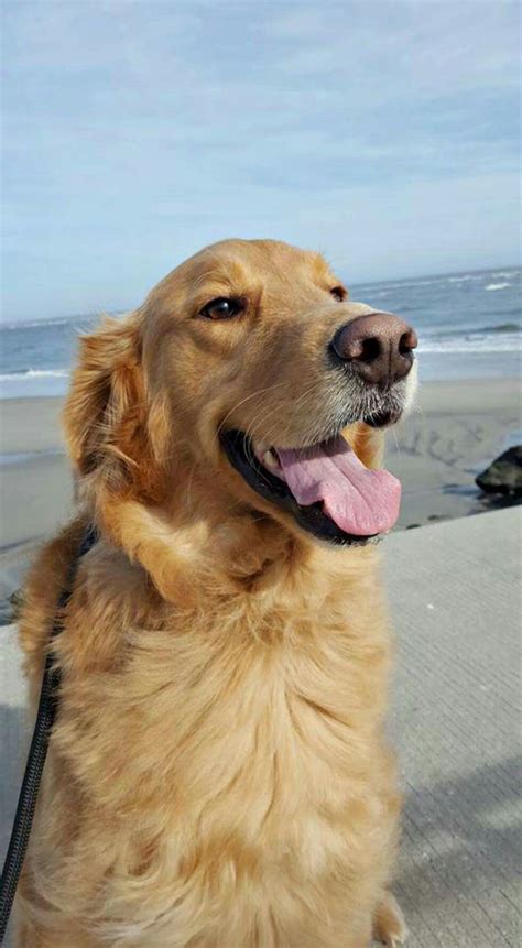 Happy Golden Retriever! | Golden retriever, Retriever, Dog love