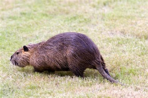 Nutria Rat | Pyrato | Flickr