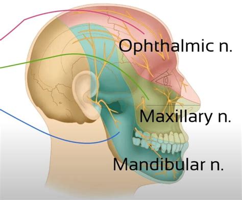 Cervicogenic Headache Explained | Referred Pain Neurophysiology