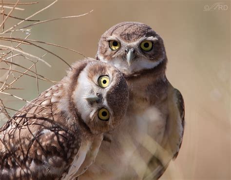 A Plea For Respect For The Burrowing Owl – Feathered Photography