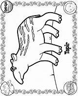 Tapir coloring Page  Animals Town Animals color Sheet Free sketch template