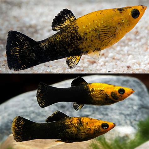 Mini Mollies - Gold Dust Mini Molly (Poeciliidae pamphorichthys) 4cm ...