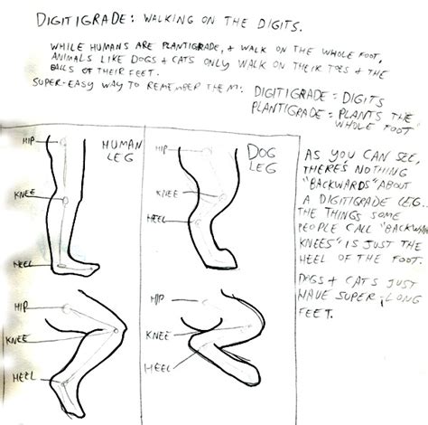 Digitigrade leg shaping tutorial: fursuit — LiveJournal