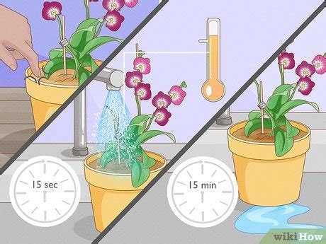 How to Care for Mini Orchids (with Pictures) - wikiHow