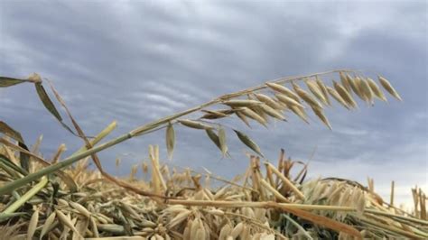 Alberta farmers urge Ottawa to rethink proposed tax rules | CBC News