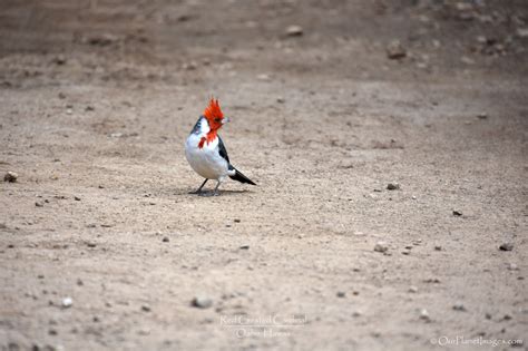 Red-crested cardinals, Oahu Hawaii USA