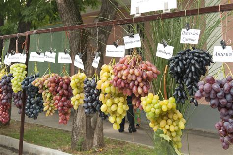 Grapes aren't just red or green, a wide variety of grapes are now ...