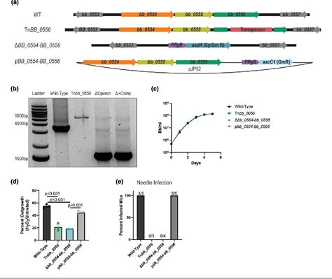 Figure 2 from A putative xanthine dehydrogenase is critical for Borrelia burgdorferi survival in ...