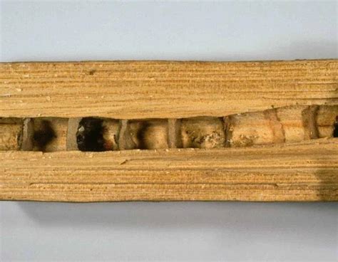 Eastern Carpenter Bee: Facts, Identification and Pictures